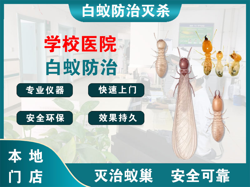 镇江市学校医院白蚁防治