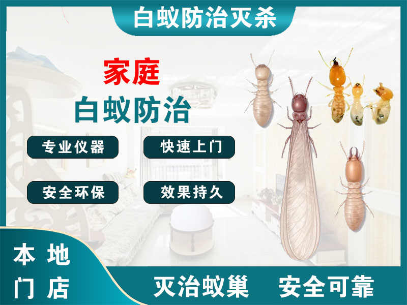 镇江市家庭白蚁防治